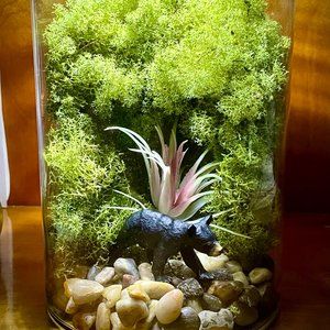 bear terrarium